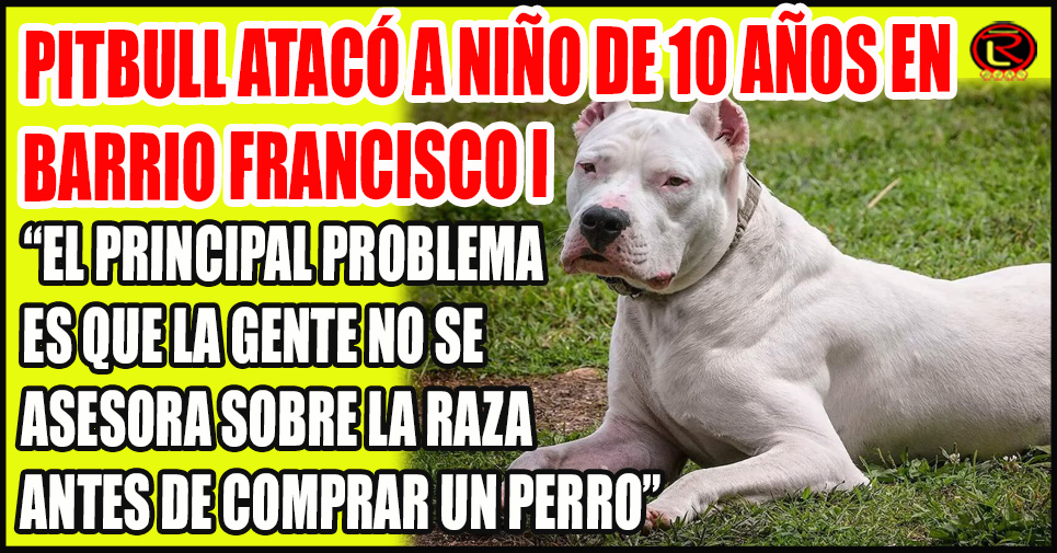 como educar a un cachorro pitbull de 3 meses