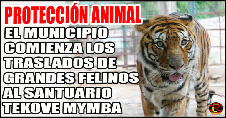 «Queremos que vivan en condiciones lo más cercanas posible a su entorno natural»